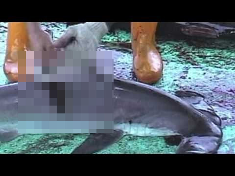 (GRAPHIC CONTENT) Over 73 Million Sharks Killed Every Year for Fins