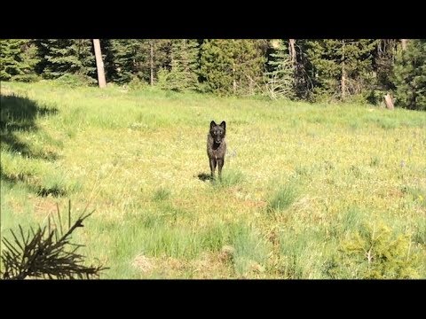 What to expect if you encounter a wolf