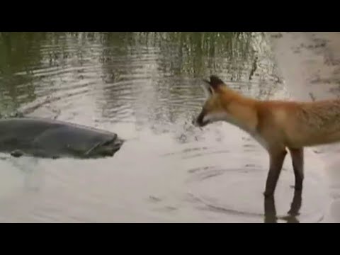 CATFISH VS FOX (Foxes are soooo smart! ❤️)