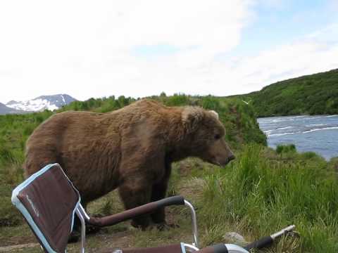 Bear sits next to guy