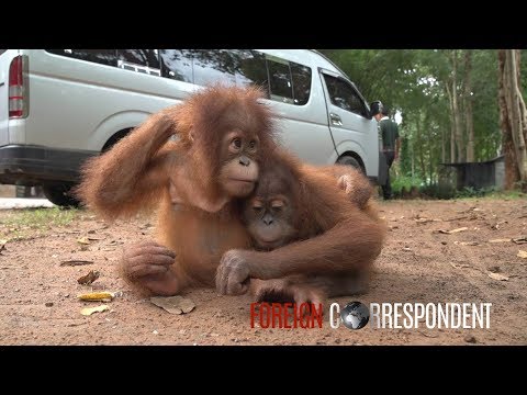 Saving Baby Orangutans From Smuggling