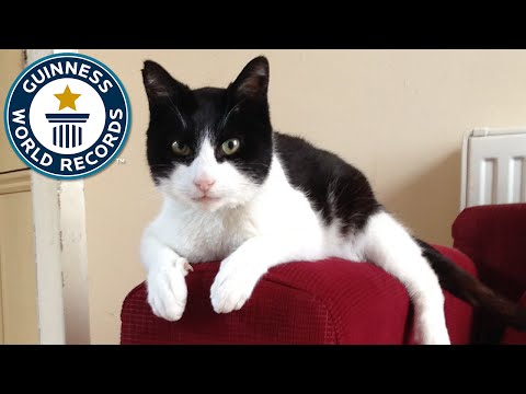 Loudest Purring Cat - Guinness World Records