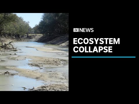 Leading scientists warn Australia's ecosystems are facing collapse