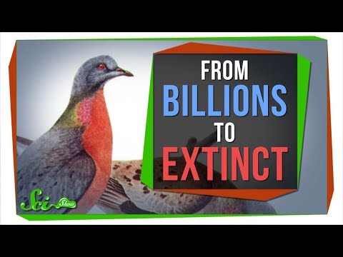 Why Billions of Passenger Pigeons Died in Under a Century
