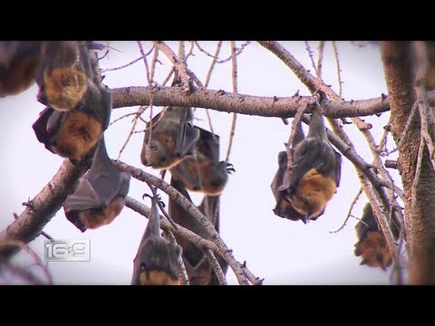 16x9 - Bat Extinction: Valuable pests still needed