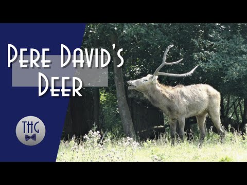 Pere David's Deer
