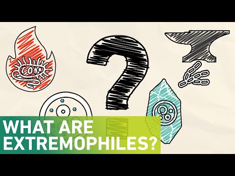What are extremophiles?