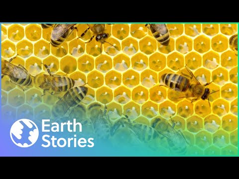 What's Causing The Bee To Disappear? | The Mystery of The Disappearing Bees | Earth Stories