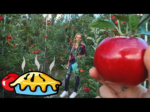 Apple picking then baking a pie from scratch