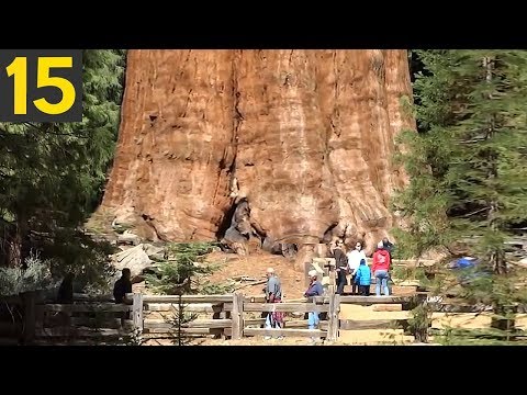 15 BIGGEST Trees in the World